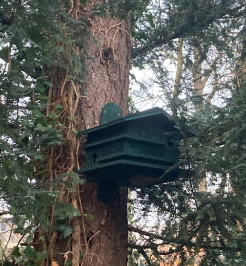 Squirrel house Arvilla made by Willy